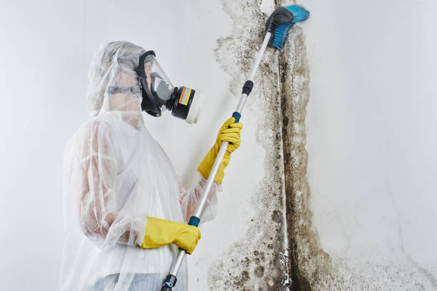 Best Asbestos and Lead Testing During Mold Inspection  in Westernport, MD